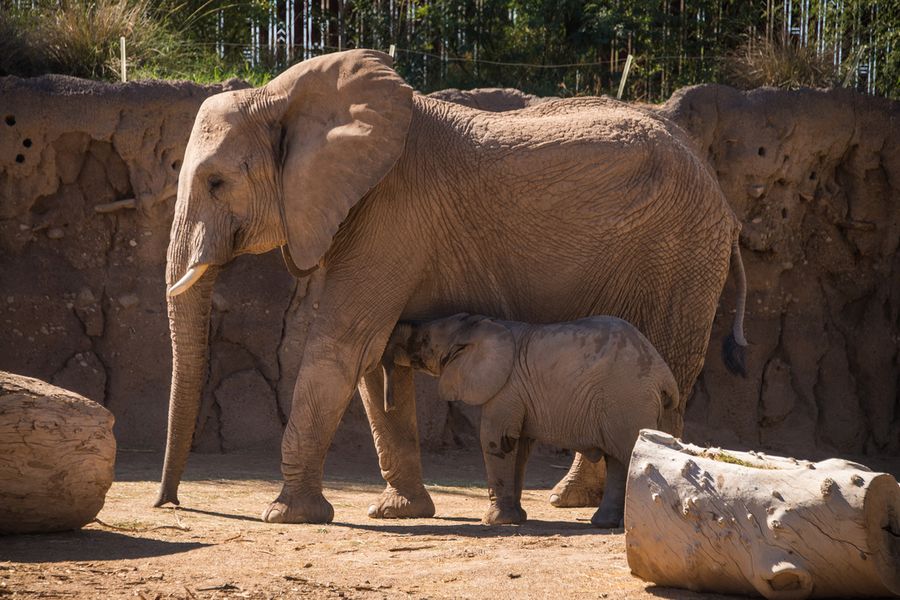 Reid Park Zoo, Tucson_Credit Pedro J. Berruecos