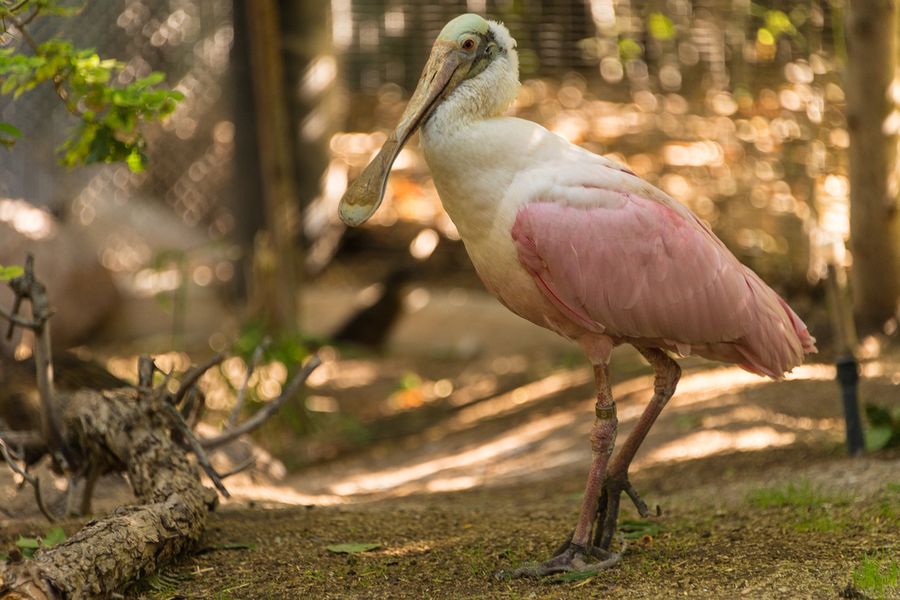 Reid Park Zoo, Tucson_ Credit Pedro J. Berruecos