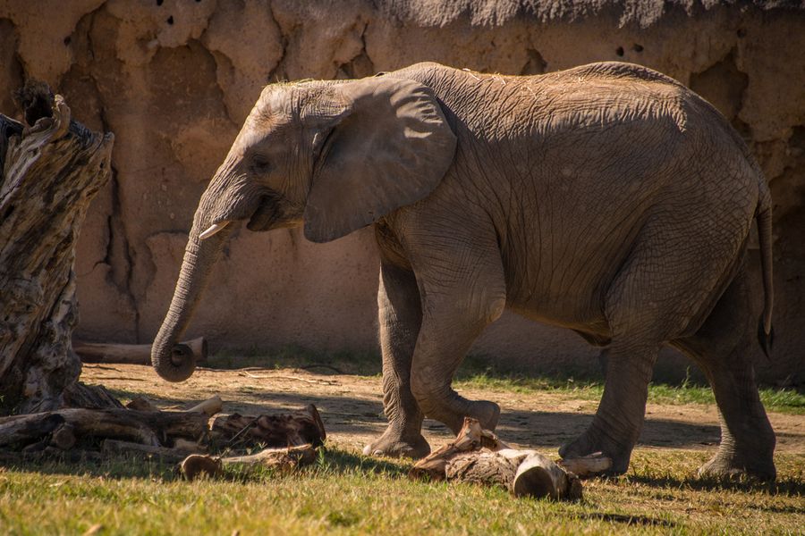 Reid Park Zoo, Tucson_Credit Pedro J. Berruecos