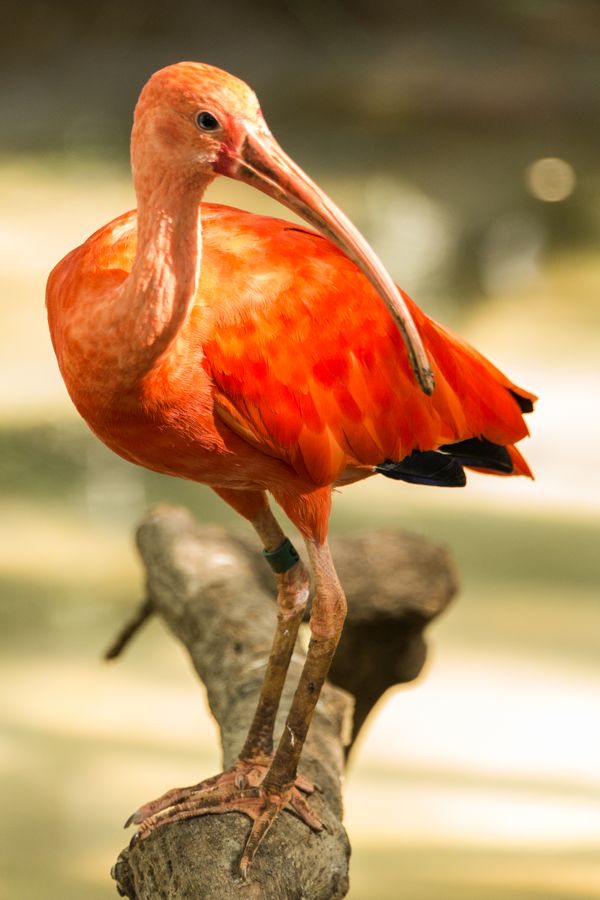 Reid Park Zoo, Tucson_ Credit Pedro J. Berruecos