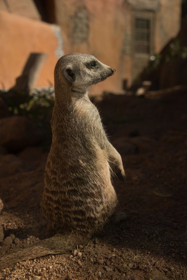 Reid Park Zoo, Tucson_credit Pedro J. Berruecos