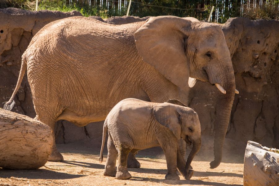 Reid Park Zoo, Tucson_Credit Pedro J. Berruecos