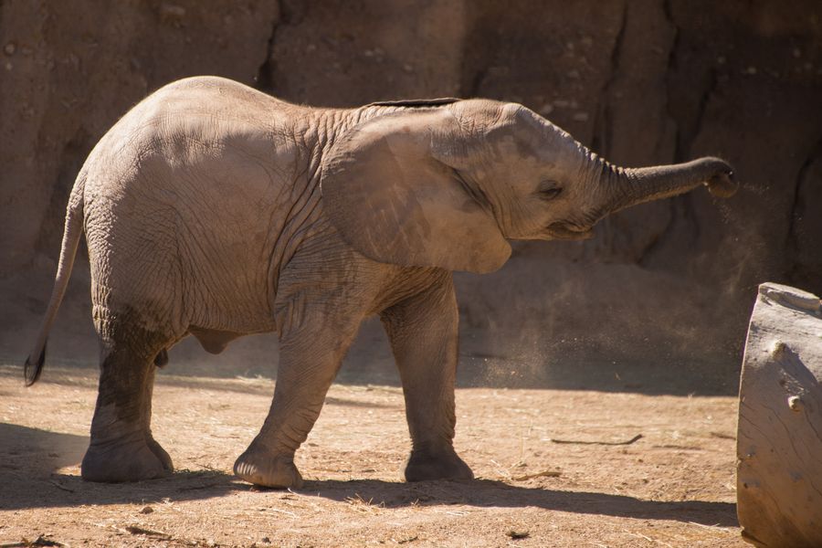 Reid Park Zoo, Tucson_Credit Pedro J. Berruecos