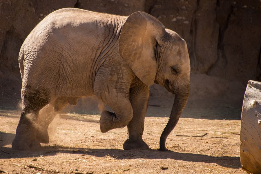 Reid Park Zoo, Tucson_Credit Pedro J. Berruecos