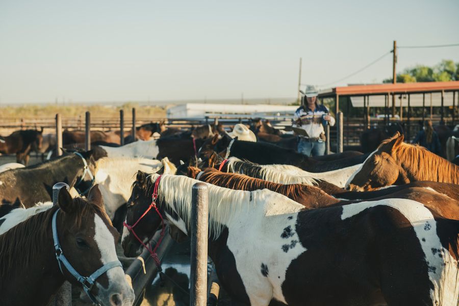 White Stallion Ranch