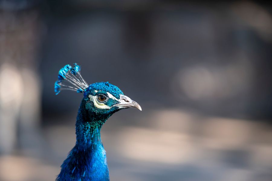 Reid Park Zoo, Tucson_credit Ulises Escobar