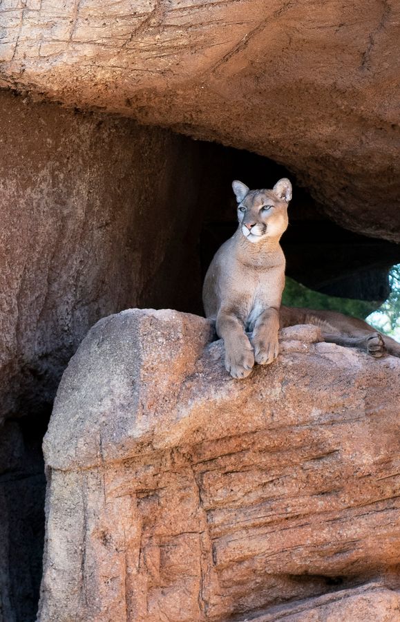 Reid Park Zoo, Tucson_ Credit Ulises Escobar