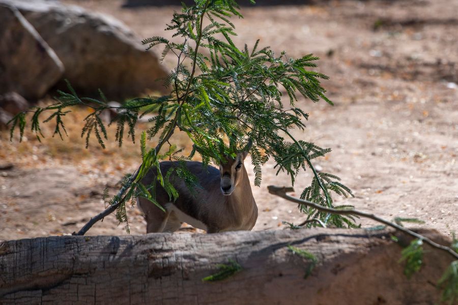 Reid Park Zoo, Tucson_credit Ulises Escobar