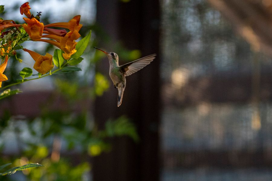 Reid Park Zoo, Tucson_credit Ulises Escobar