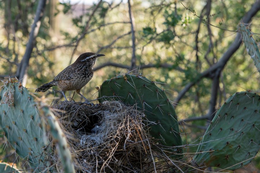 Reid Park Zoo, Tucson_credit Ulises Escobar