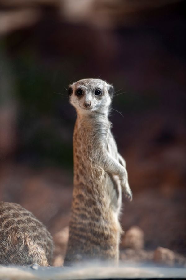 Reid Park Zoo, Tucson_credit Ulises Escobar