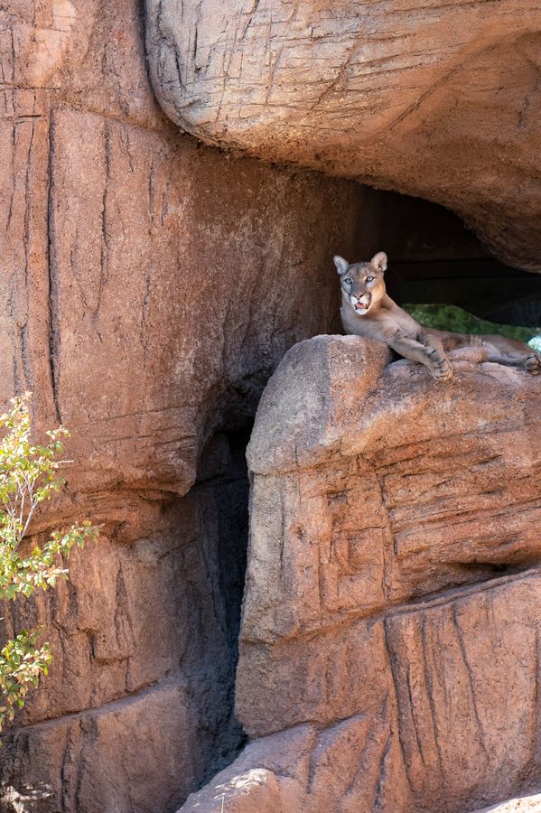 Reid Park Zoo, Tucson_ Credit Ulises Escobar