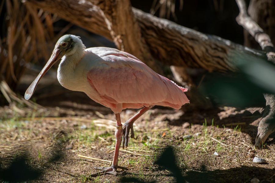 Reid Park Zoo, Tucson_credit Ulises Escobar