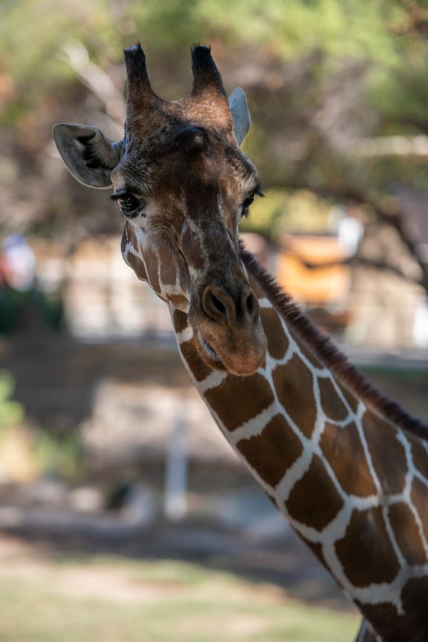 Reid Park Zoo, Tucson_credit Ulises Escobar