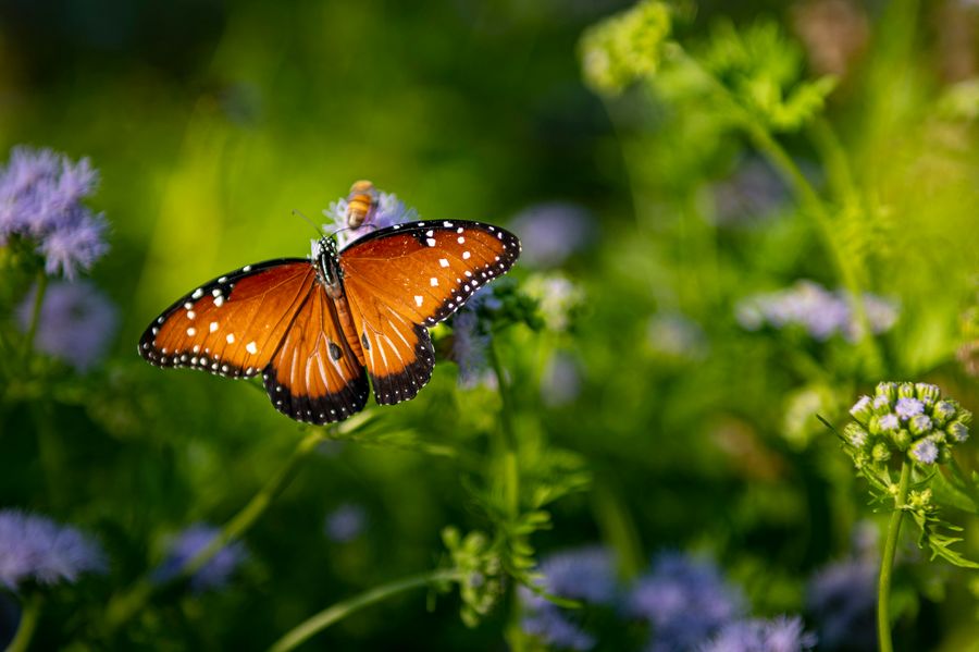 Reid Park Zoo, Tucson_credit Ulises Escobar