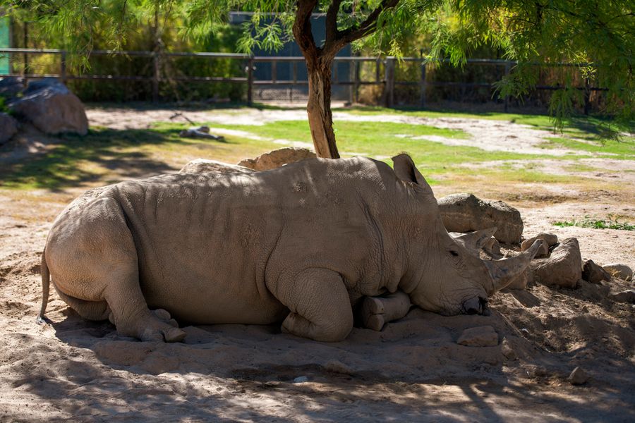 Reid Park Zoo, Tucson_credit Ulises Escobar