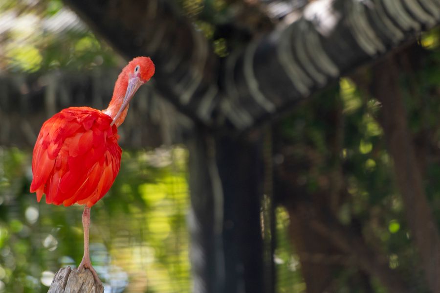 Reid Park Zoo, Tucson_credit Ulises Escobar