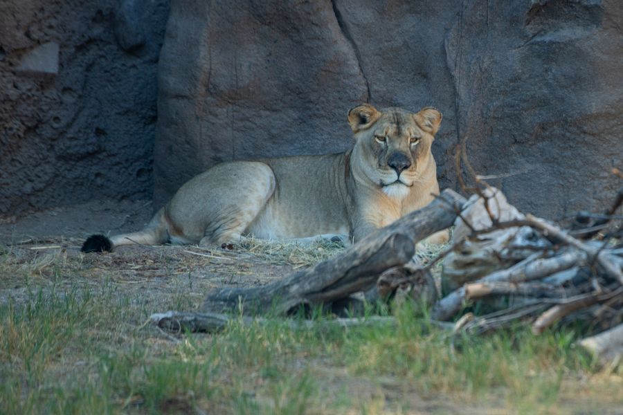 Reid Park Zoo, Tucson_credit Ulises Escobar