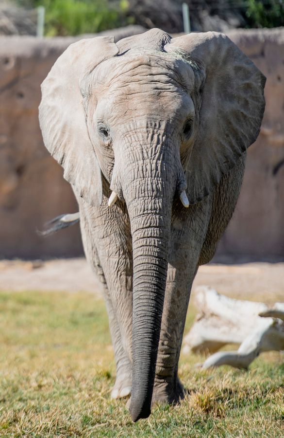 Reid Park Zoo, Tucson_credit Ulises Escobar