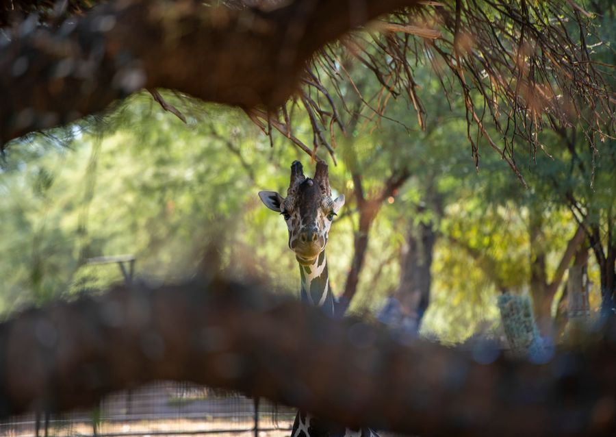 Reid Park Zoo, Tucson_credit Ulises Escobar