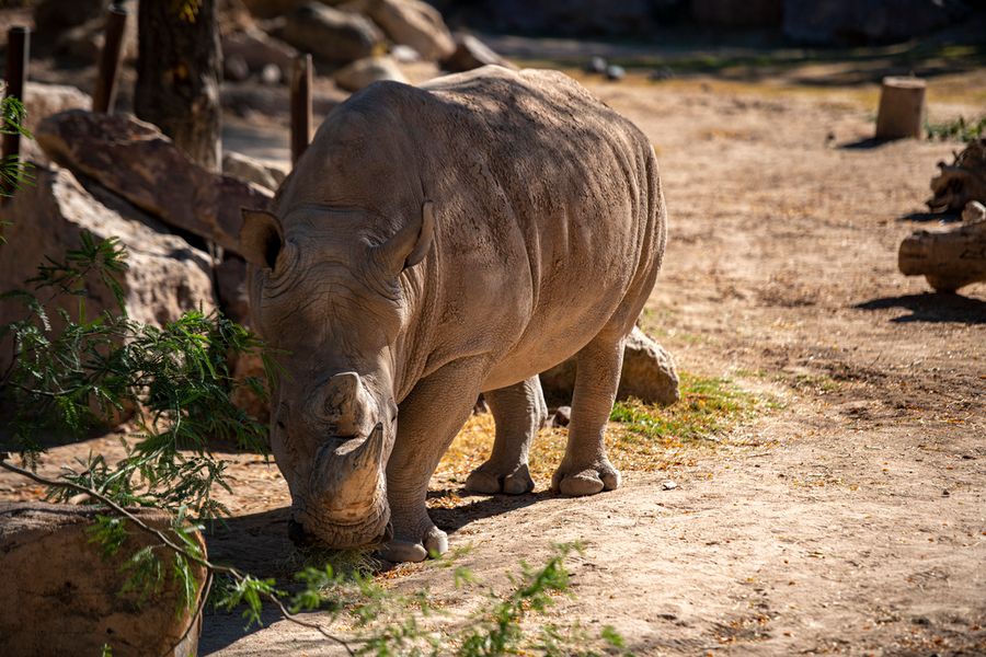 Reid Park Zoo, Tucson_credit Ulises Escobar