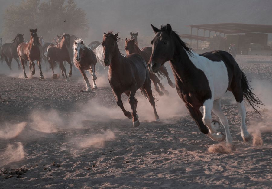 White Stallion Ranch