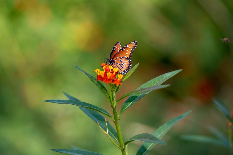 Reid Park Zoo, Tucson_credit Ulises Escobar