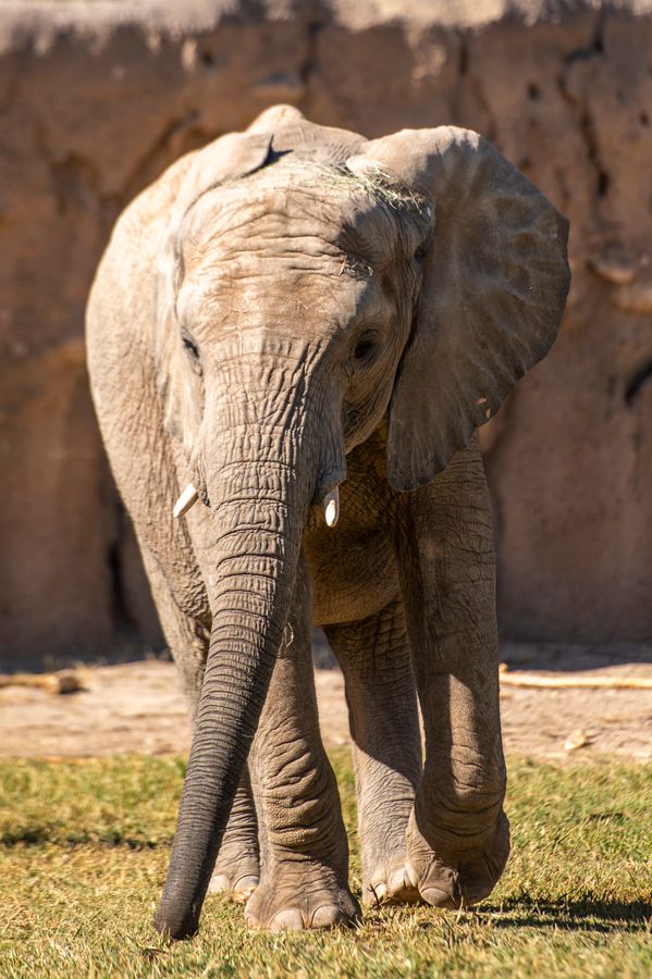 Reid Park Zoo, Tucson_credit Ulises Escobar