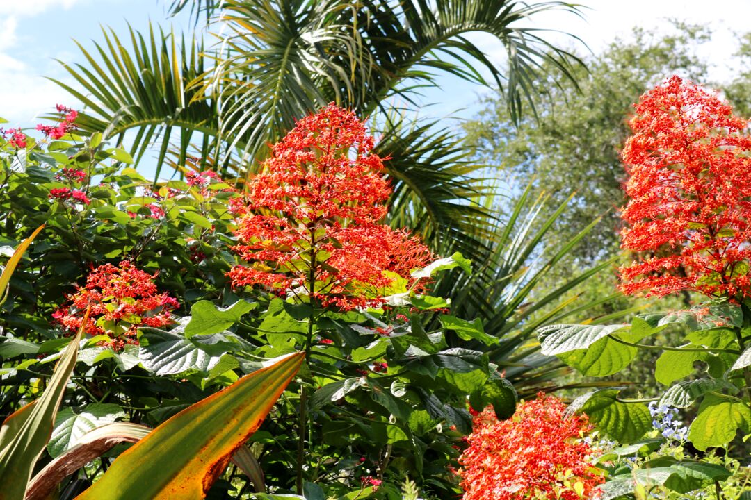 Palma Sola Botanical Park