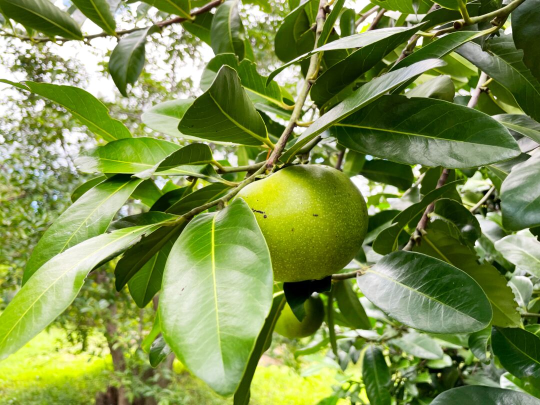 Palma Sola Botanical Park