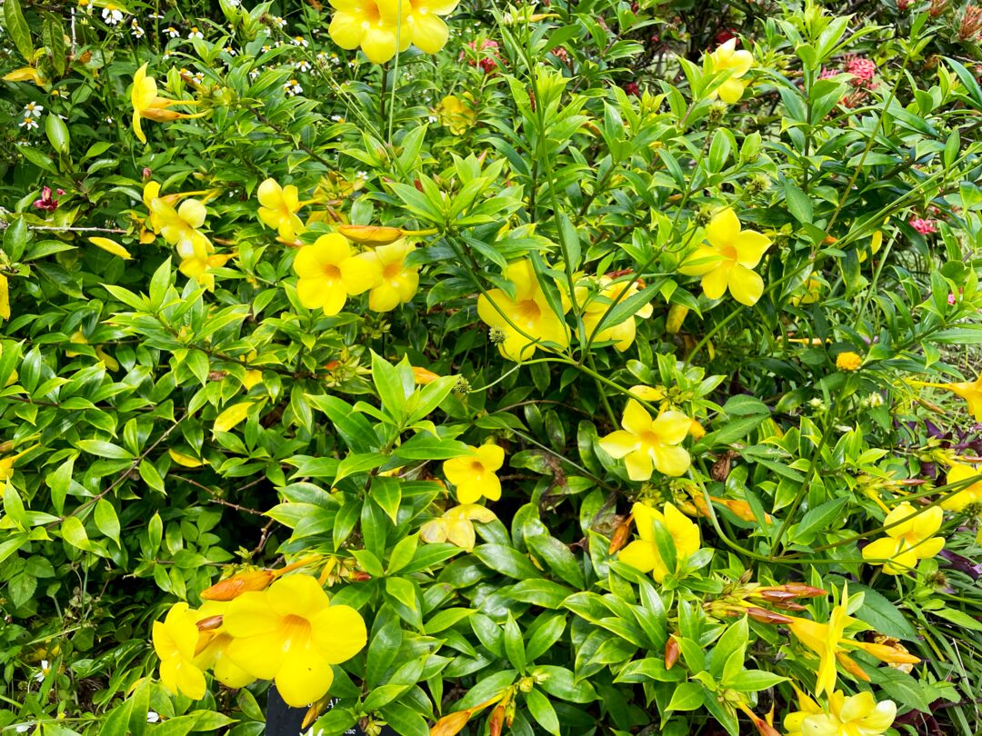 Palma Sola Botanical Park