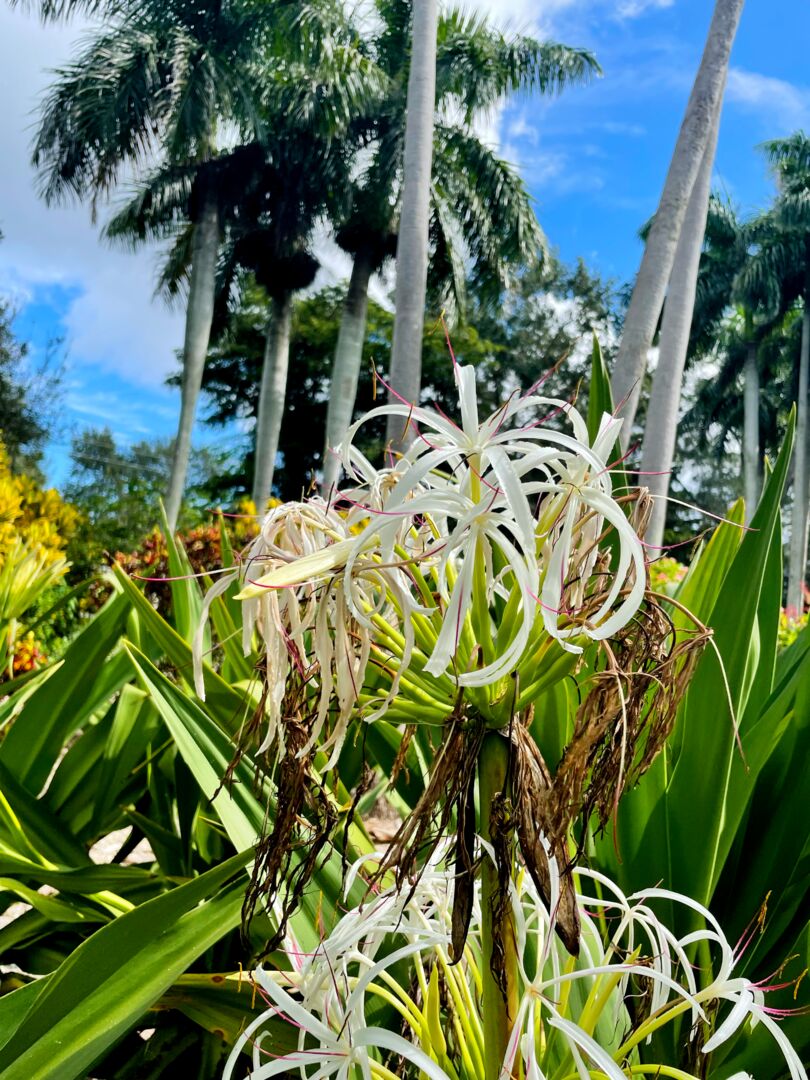 Palma Sola Botanical Park