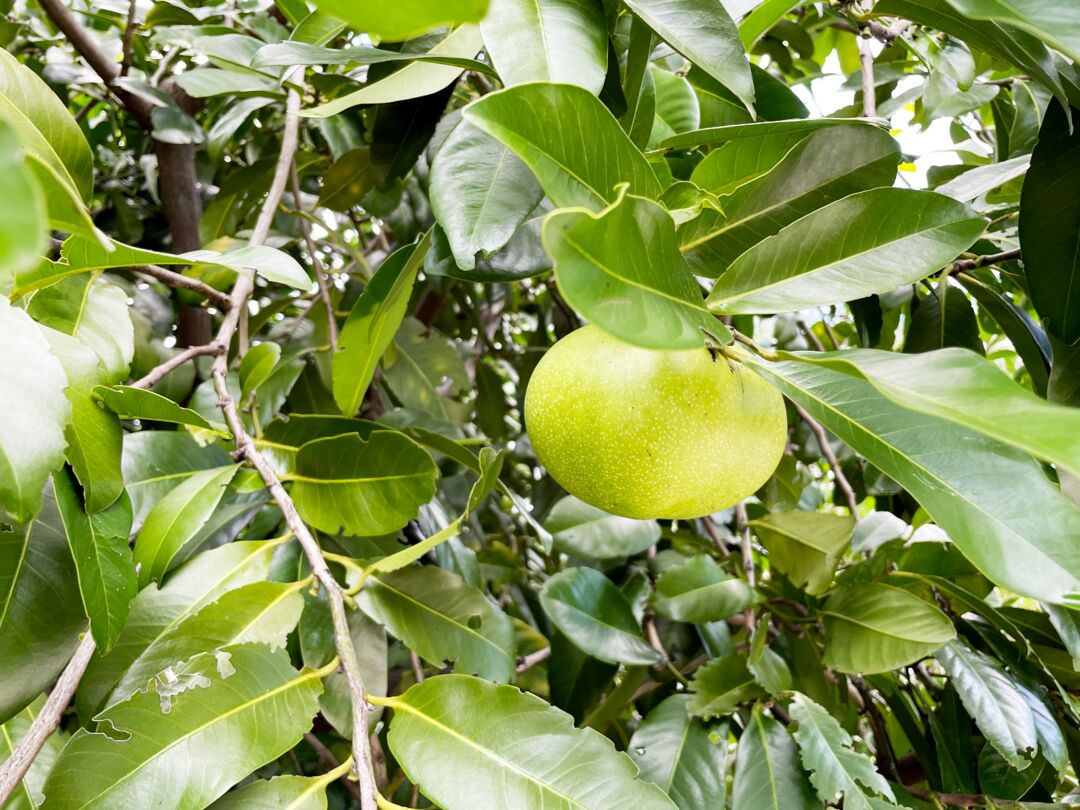 Palma Sola Botanical Park
