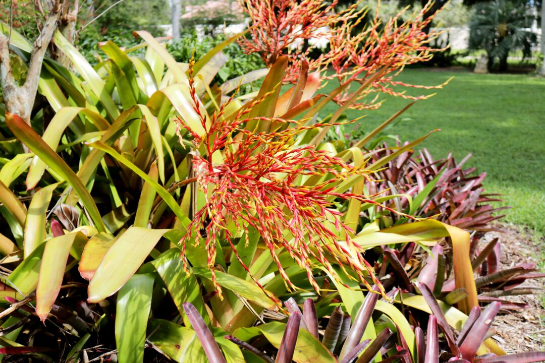 Palma Sola Botanical Park