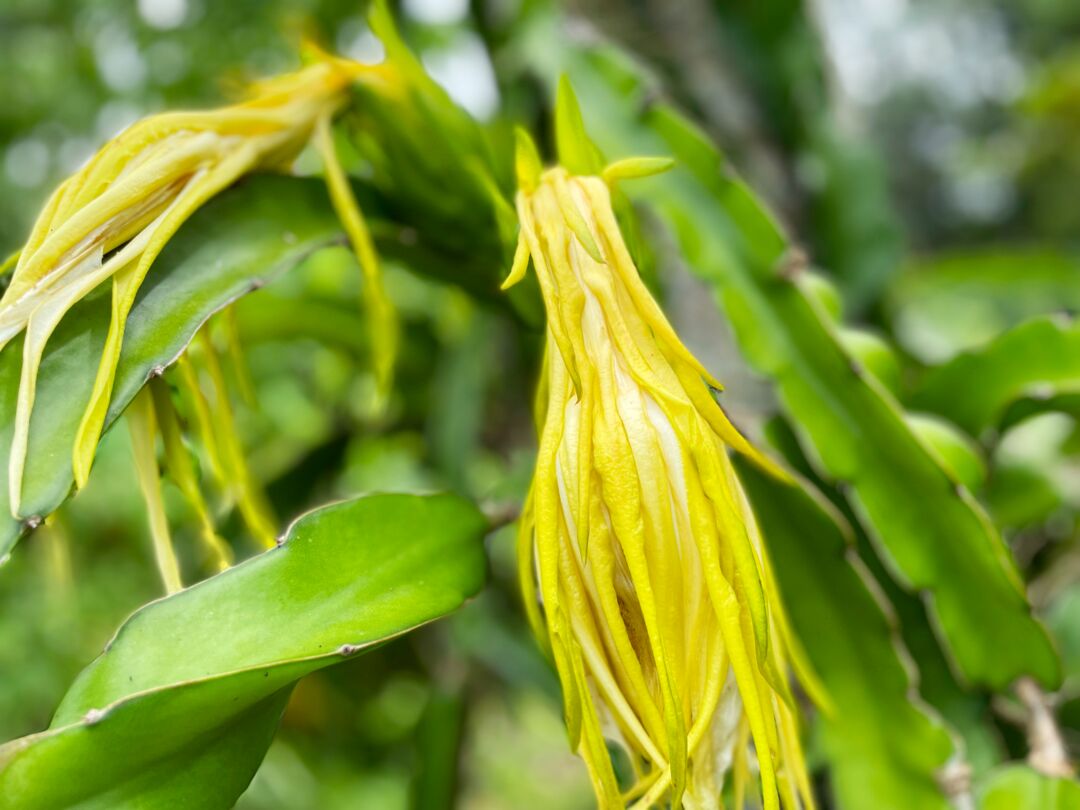 Palma Sola Botanical Park