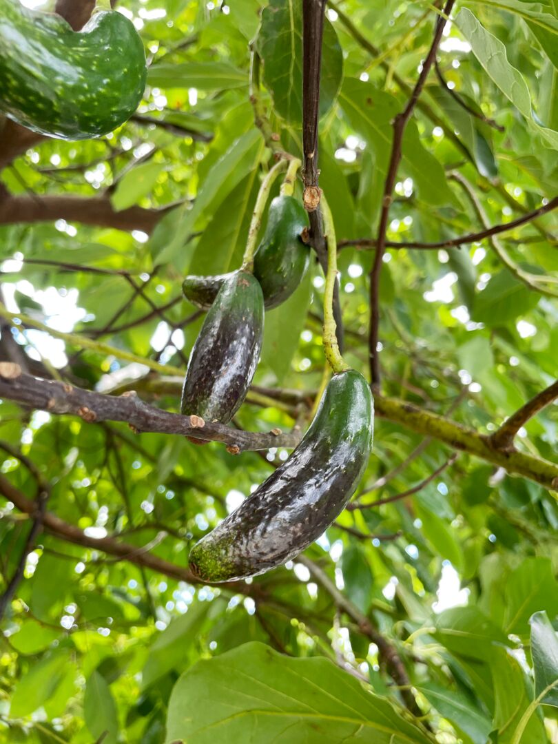 Palma Sola Botanical Park