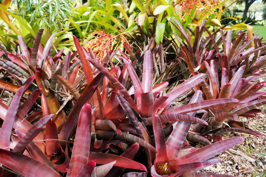 Palma Sola Botanical Park