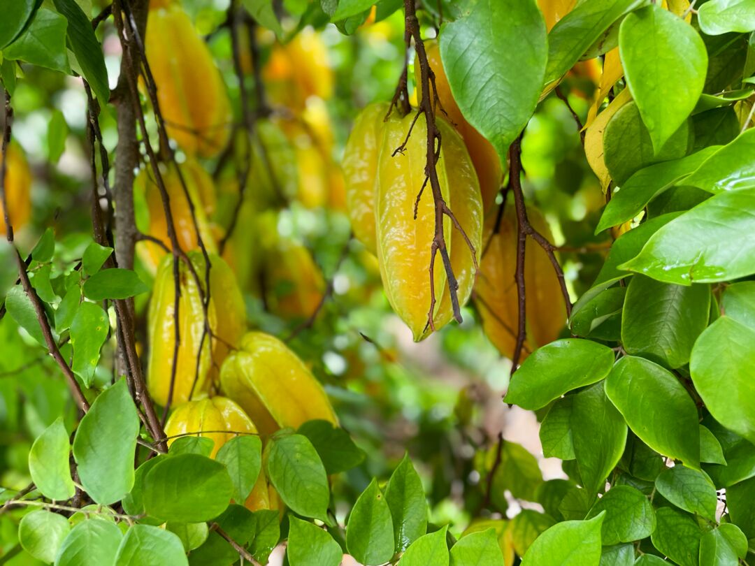 Palma Sola Botanical Park