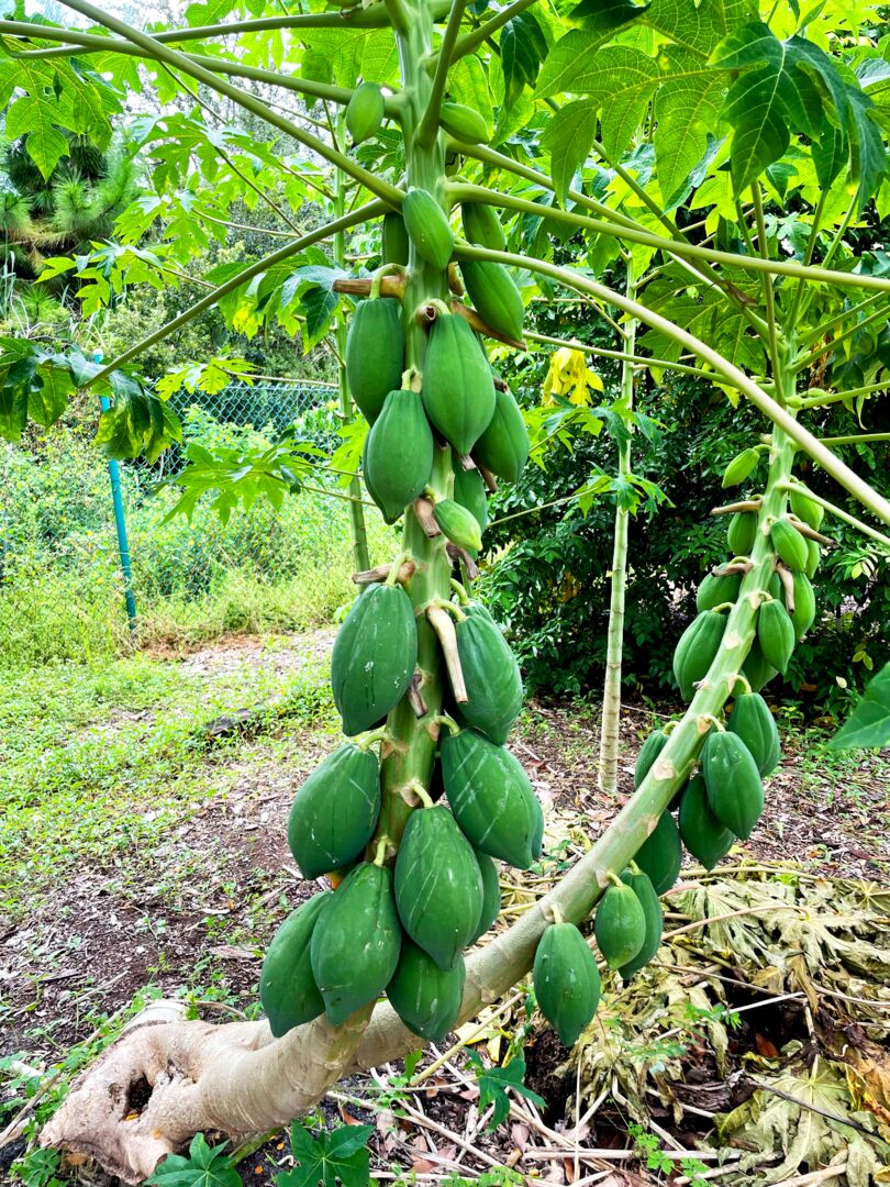 Palma Sola Botanical Park