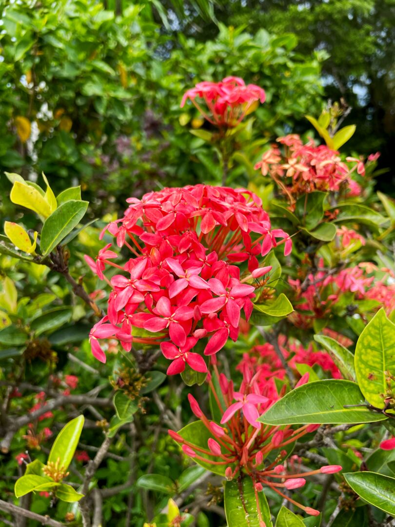 Palma Sola Botanical Park