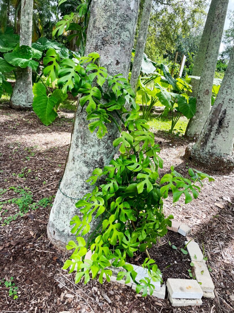Palma Sola Botanical Park