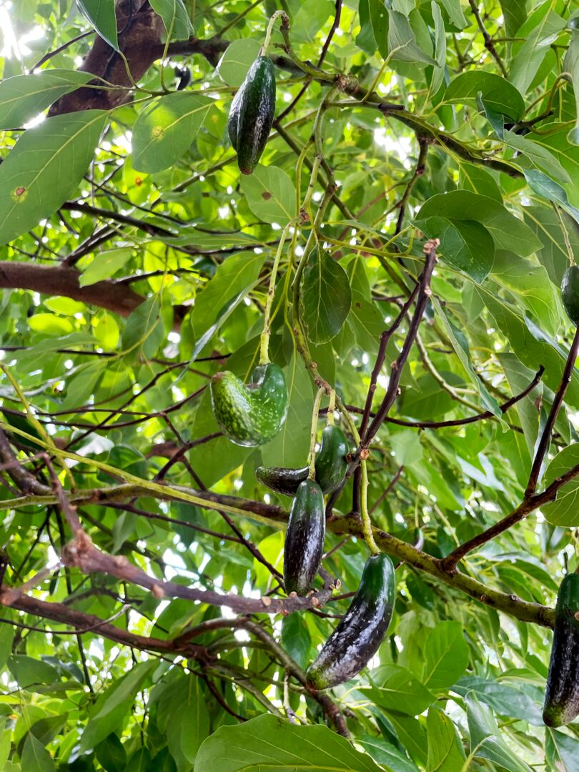 Palma Sola Botanical Park