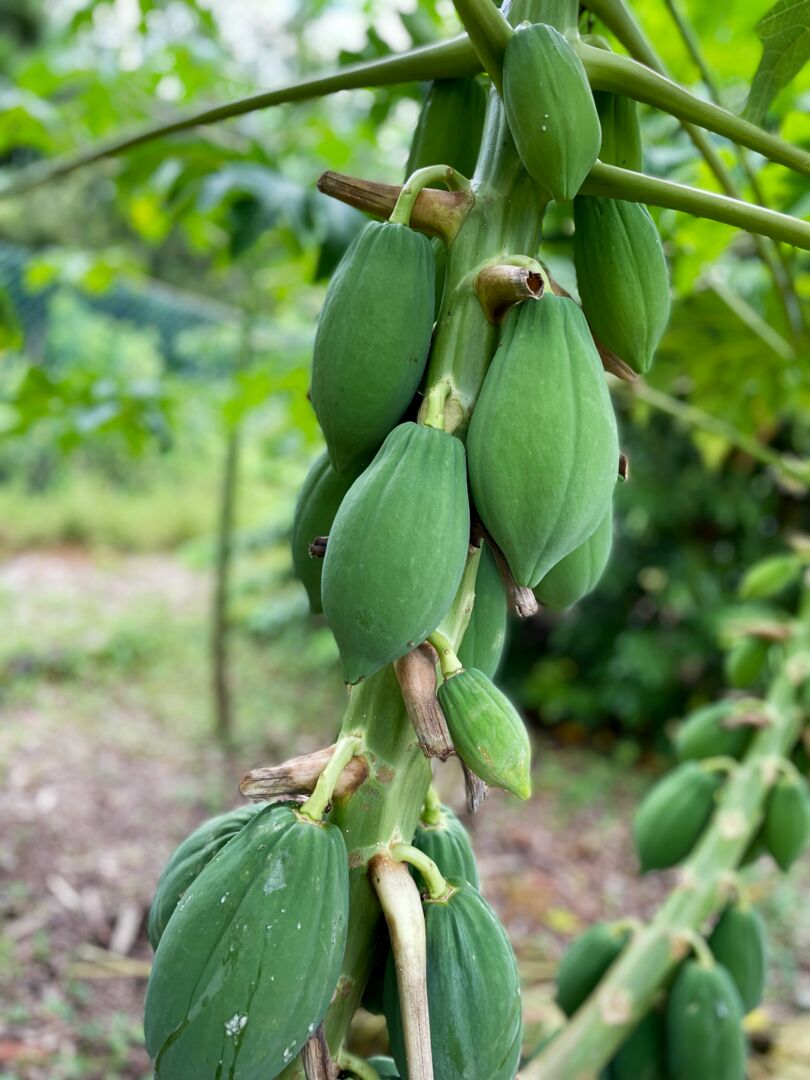 Palma Sola Botanical Park