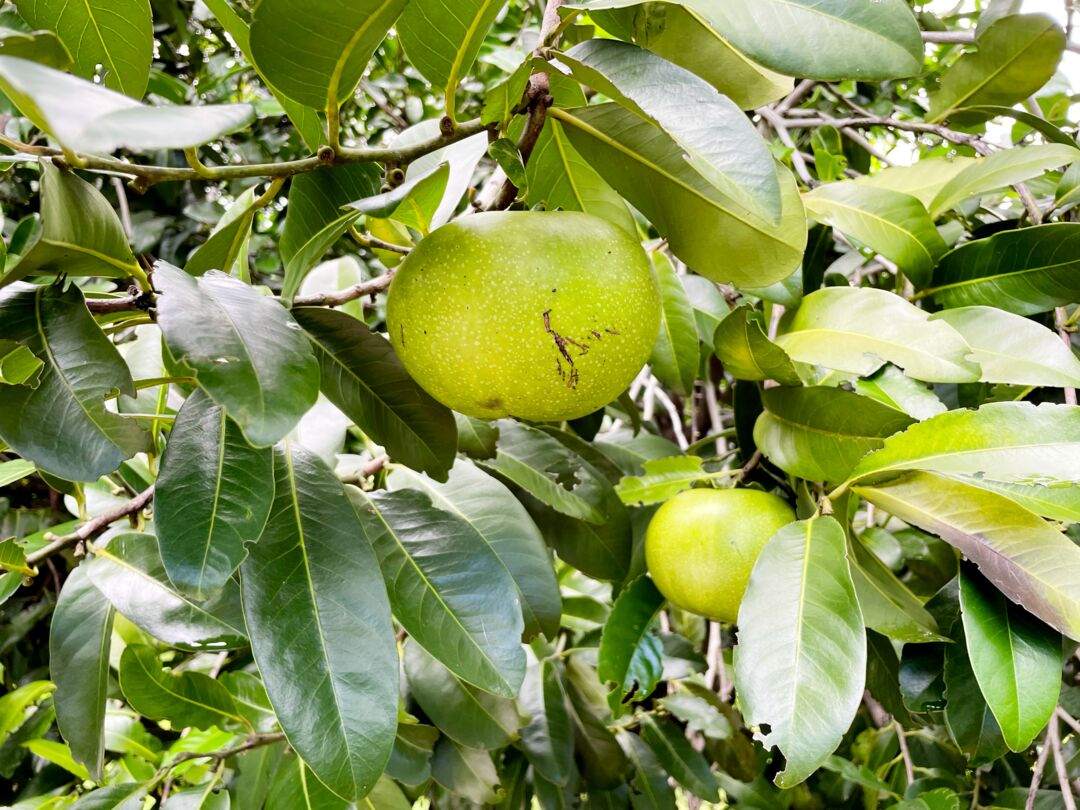 Palma Sola Botanical Park