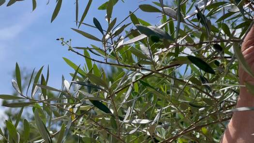 Olive Grove B-Roll 2021