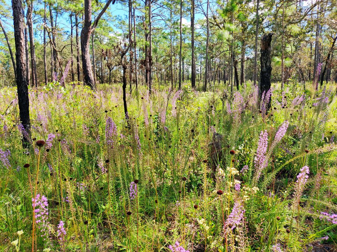 Blazing Stars in bloom - Croom Tract