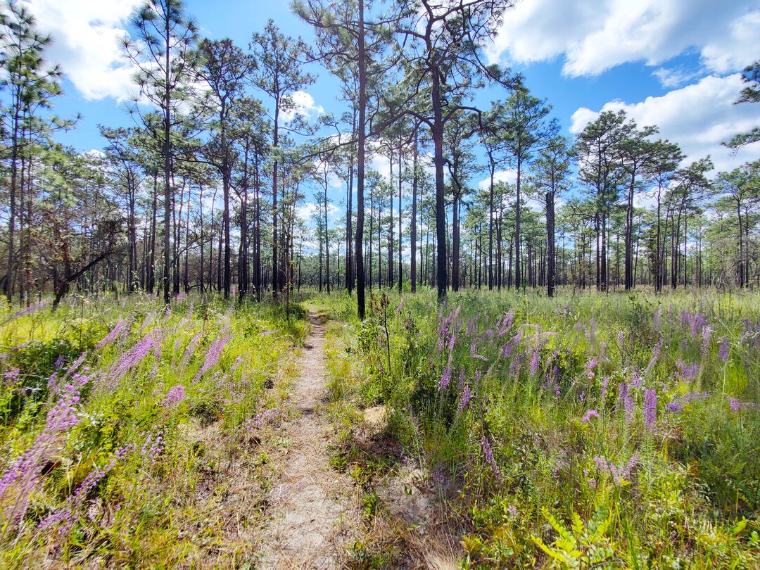 HIking Trail, Withlacoochee Croom Tract (2)