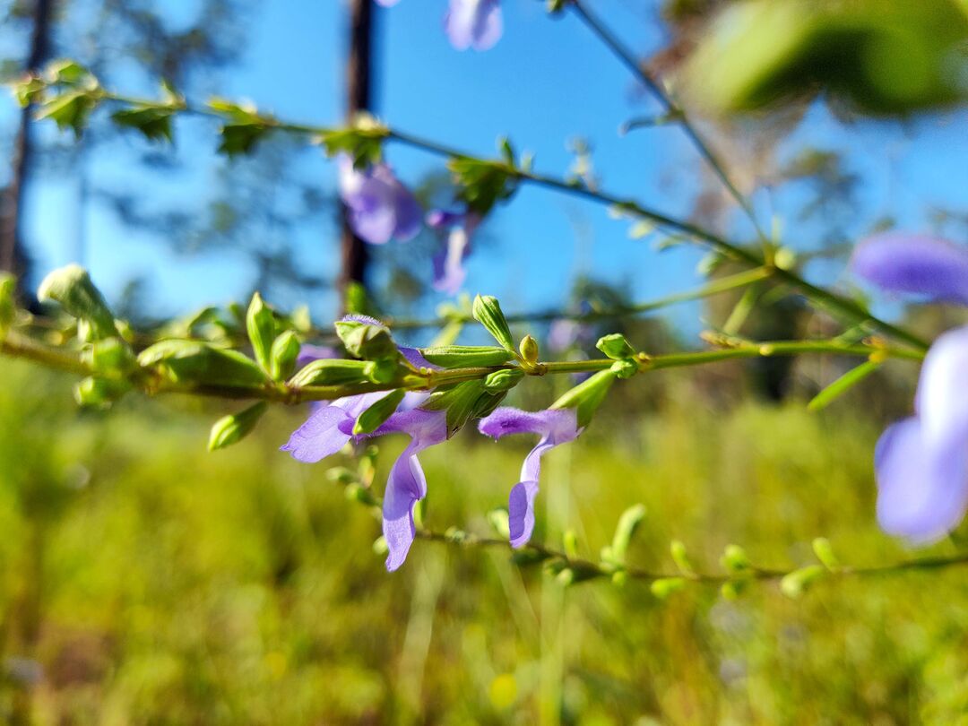 Giant Blue Sage (I think)