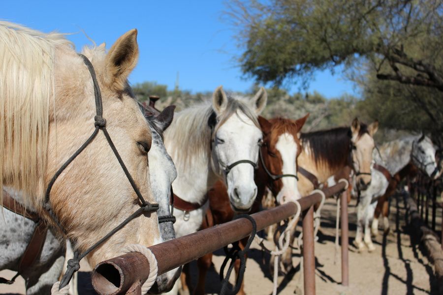 Kay El Bar Guest Ranch_No Credit Needed