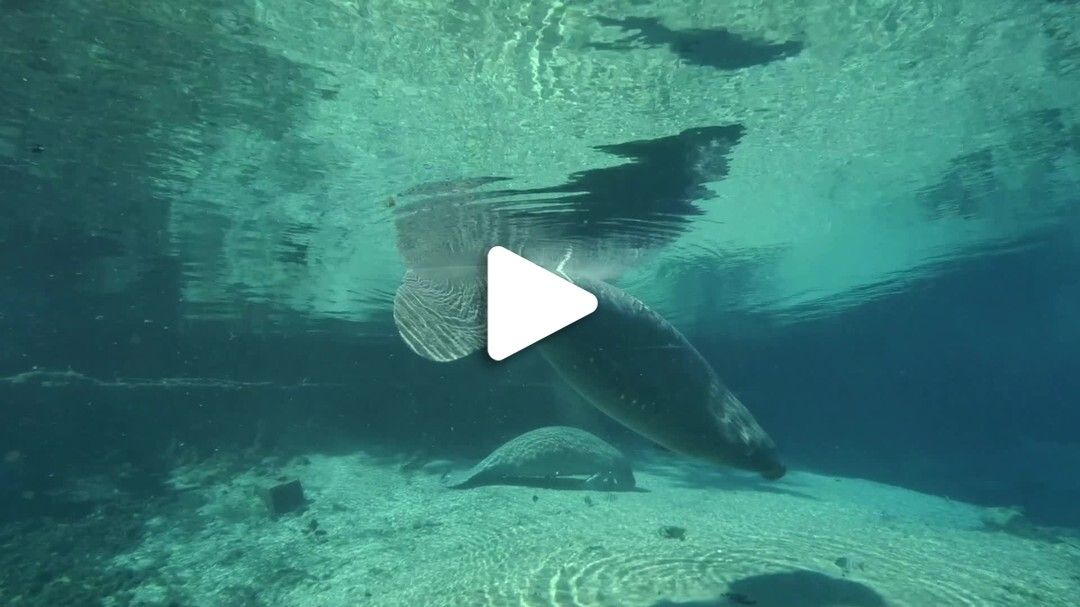 Manatee Viewing on Florida's Adventure Coast 2021